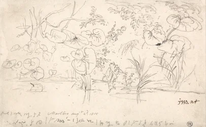 Pflanzenstudien, 2. August 1815